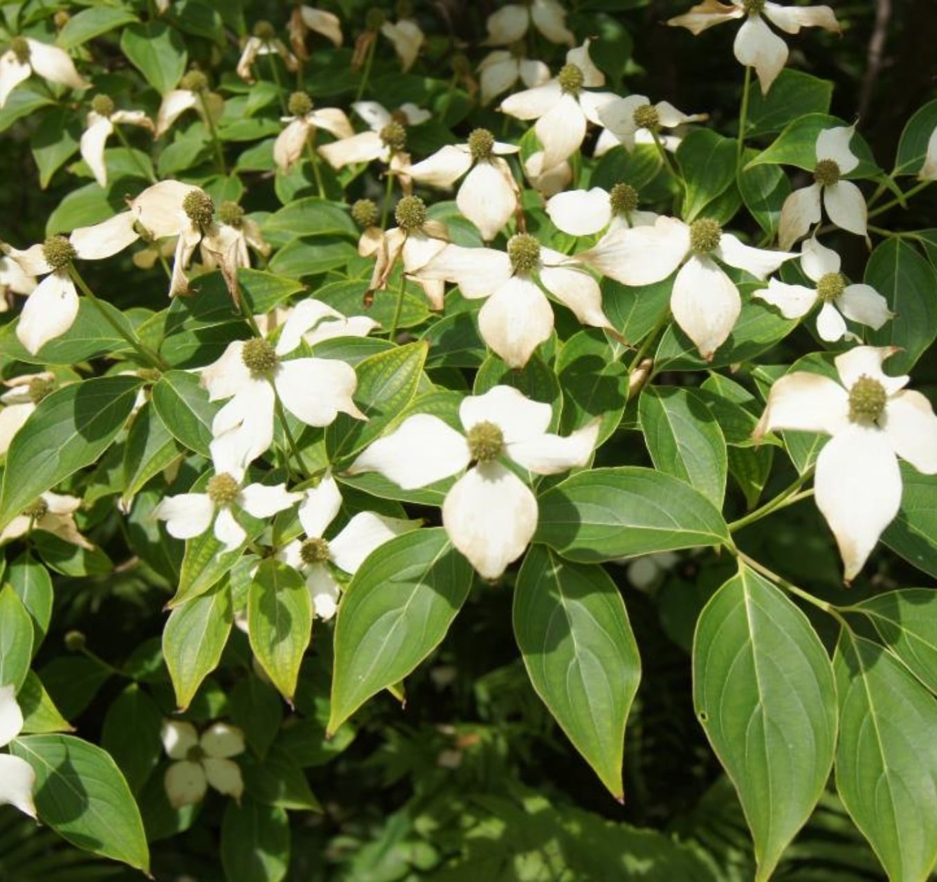 koussa-dogwood.jpg