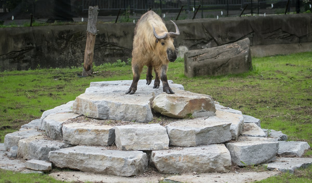 AH-Takin.jpg