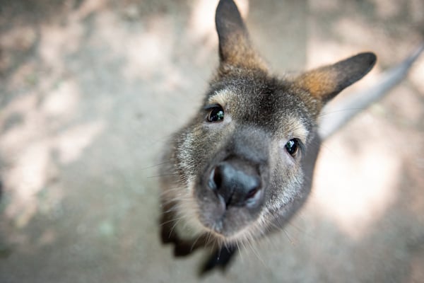 kangaroo.jpg