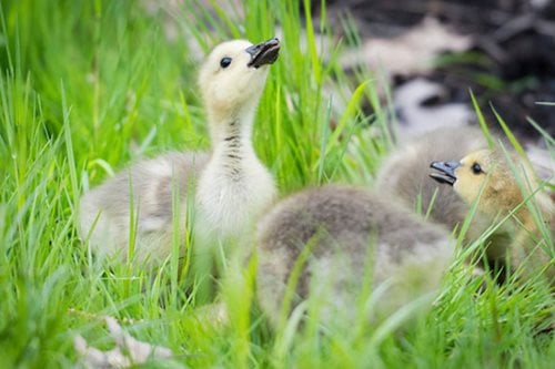 geese-bunnslake-web.jpg