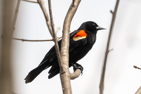 Rocky River_ Bird