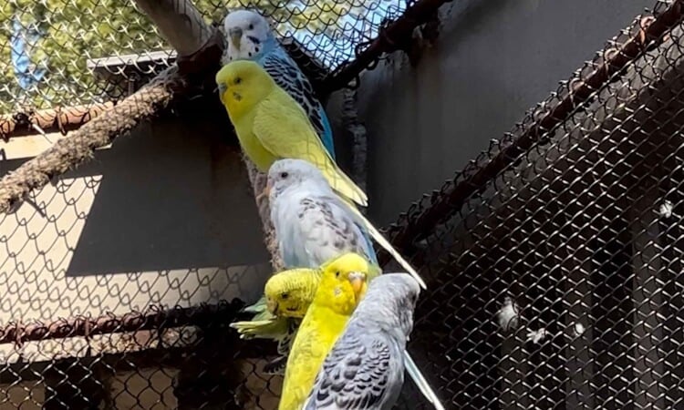 Budgies.jpg