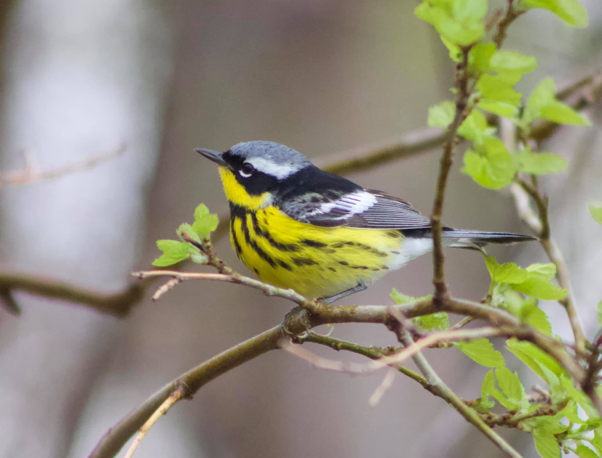 Magnolia Warbler