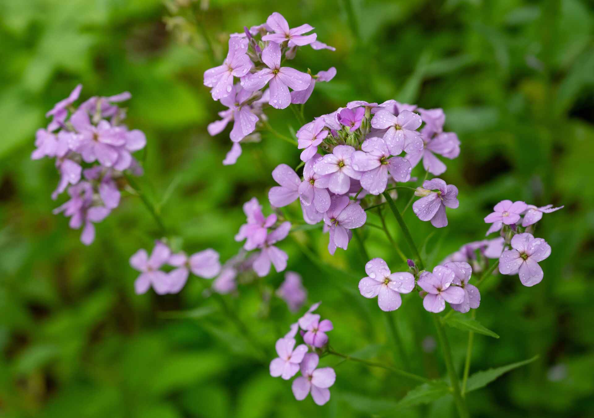 NC-Wildflowers-Scenic-Loop.jpg
