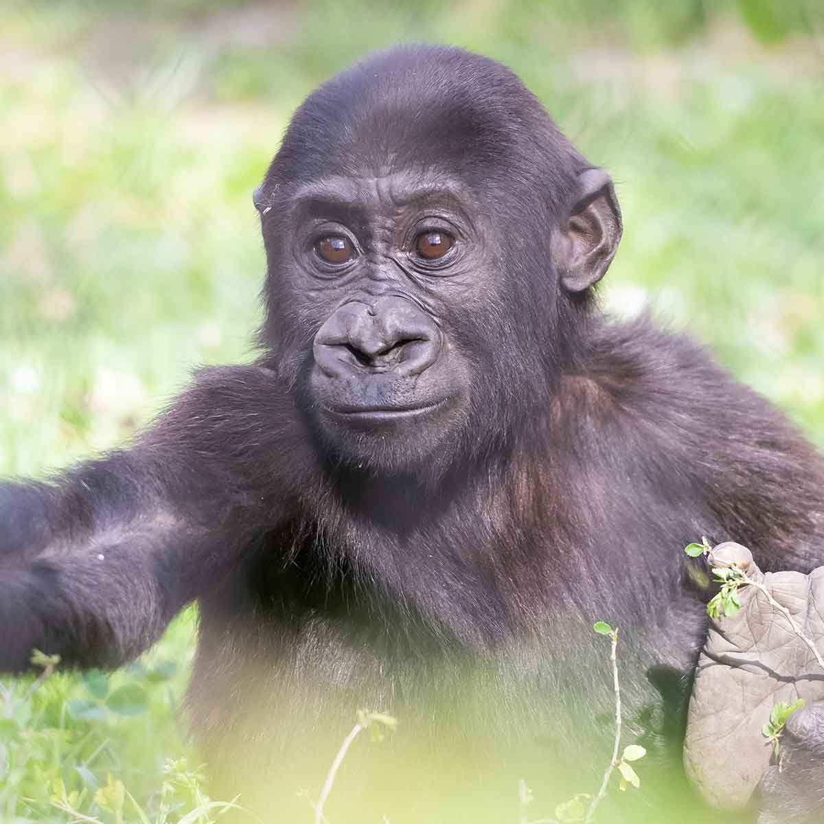Gorilla-Kayembe.jpg