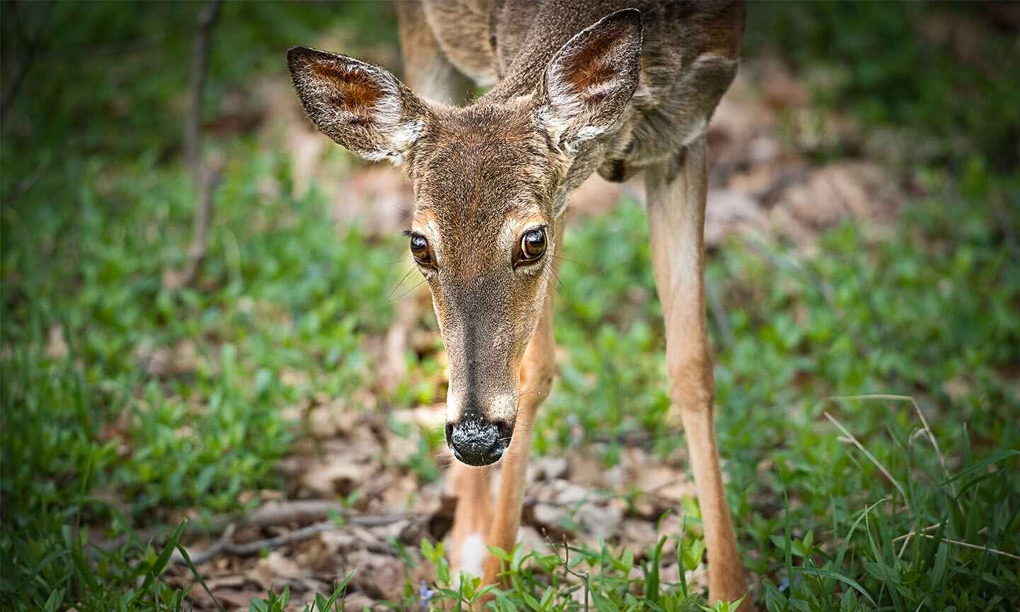 Deer_Wildlife.jpg