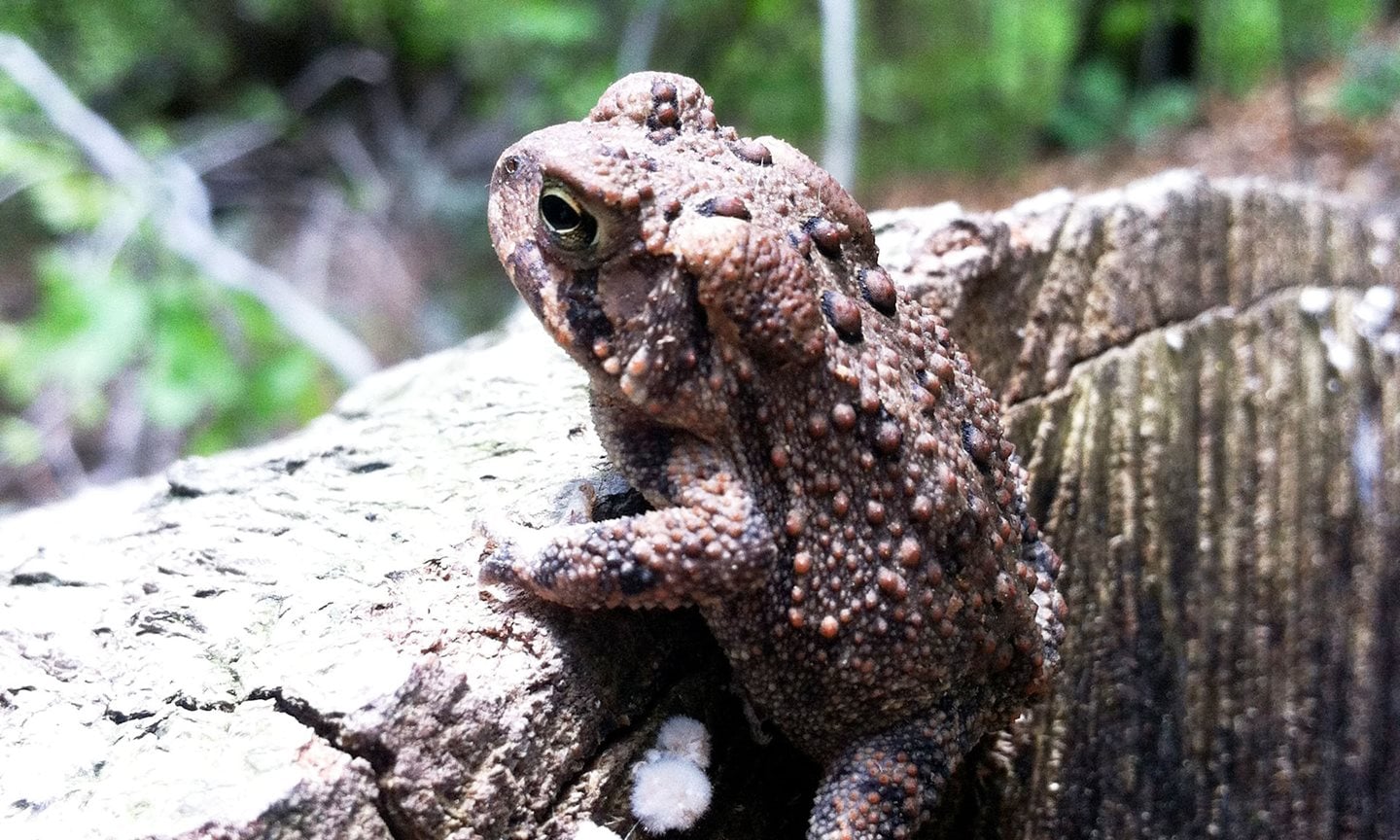 American-Toad.jpg