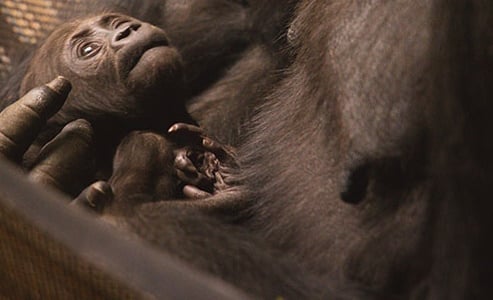 Baby-Gorilla-held-by-Mother-Gorilla.jpg