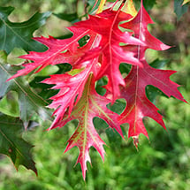 scarlettoak-215.jpg