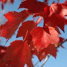 red-sunset-maple.jpg