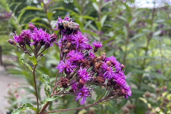 New York Ironweed New York Ironweed