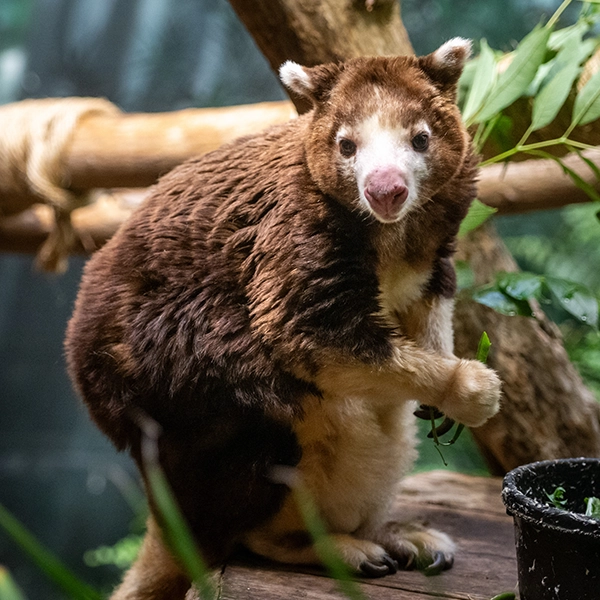 Tree Kangaroo_Kiari.webp
