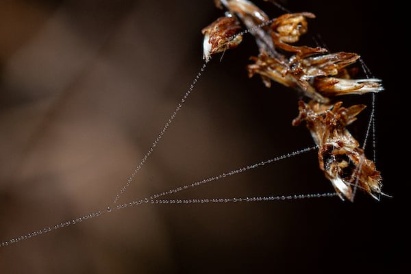 SpiderWeb.jpg