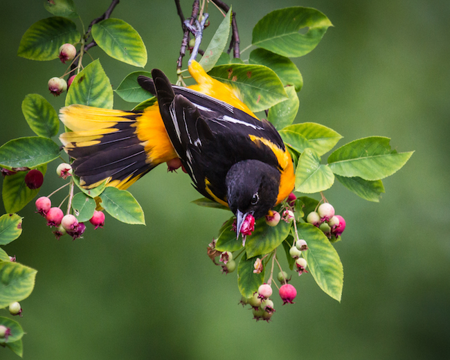 Honorable-Mention-Baltimore-Oriole-Eating-Serviceberry-1.jpg