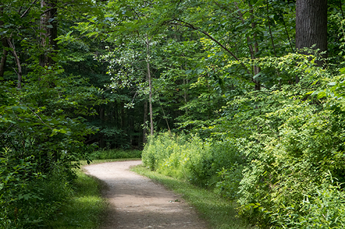 Castle-Valley-Trail-in-AB-woods-may-not-be-exact-trail.png