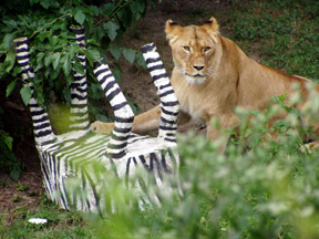 Lion with a toy zebra