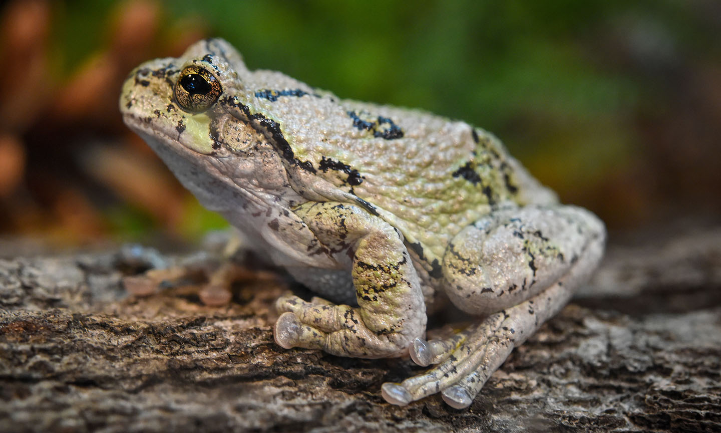 Hear the Sounds of These Amphibians