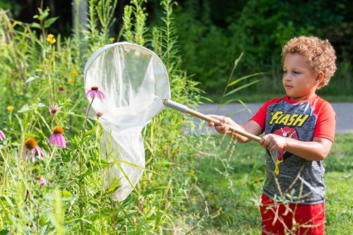 A young boy stands in the grass, holding a net, ready to catch insects or small creatures in a sunny outdoor setting.