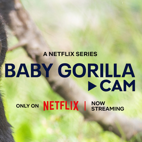 Cleveland Metroparks Zoo’s Gorilla Troop to Stream Live on Netflix