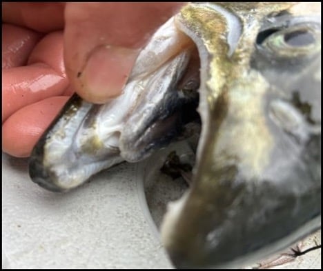 10-30-25_bruce-2.jpg 10-30-25_bruce-2.jpg