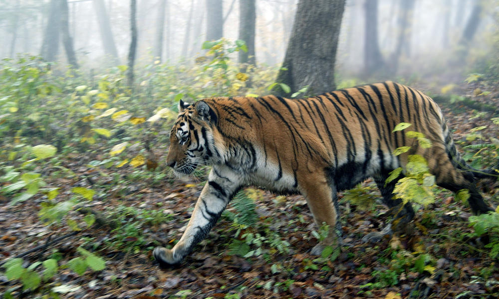 Illegal Wildlife Trade - Tiger