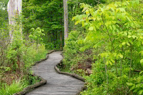 White-Pine-Loop-North-Chagrin-Reservation.jpg
