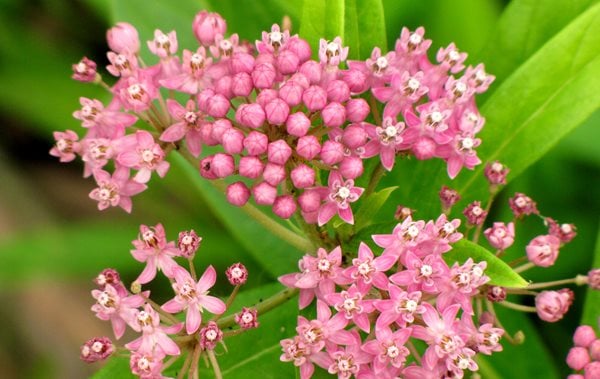 BP_SwampMilkweed2.jpg