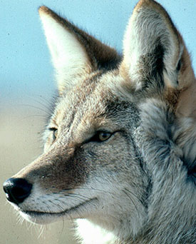 A Coyote Howling Survey