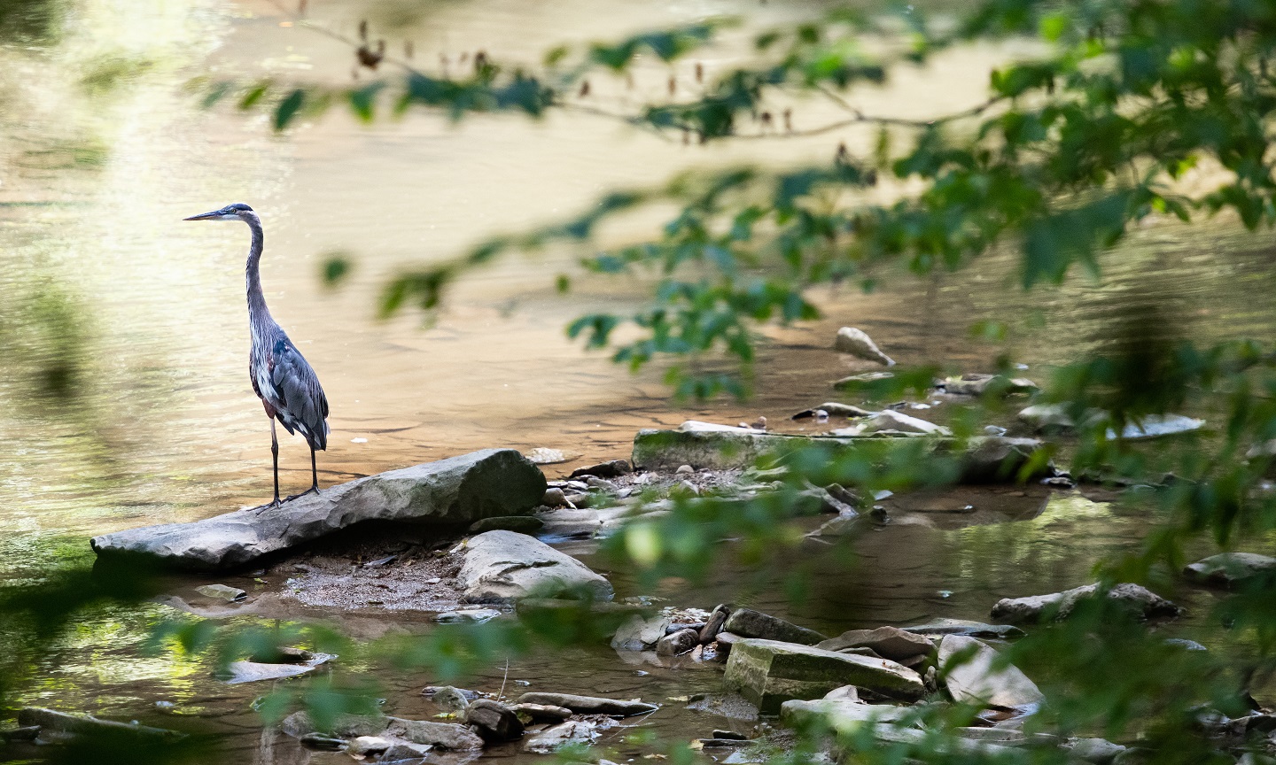 Animals of Cleveland Metroparks