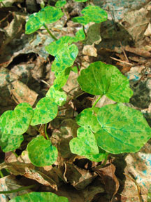 Lesser Celandine treated with herbicide