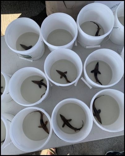 10-9-25-sturgeon-fest-15.jpg