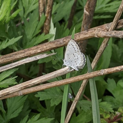 A white butterflly landed on a wooden stick above green leaves
