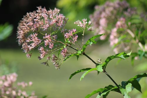 A striking plant adorned with pink flowers is prominently located in the midst of a vast field.