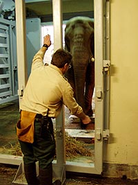 Zoo staff weighing an elephant