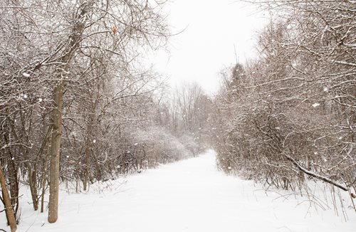 A peaceful winter scene featuring a snow-covered path meandering through a dense, frosty woodland.