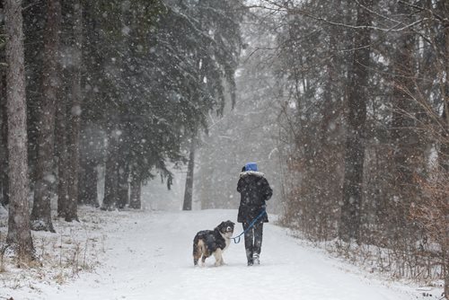  A man and his dog are seen walking through a serene, snow-covered area, creating a peaceful winter moment.