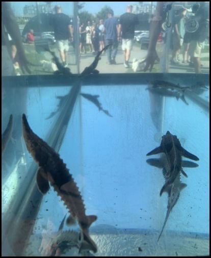 10-9-25-sturgeon-fest-17.jpg