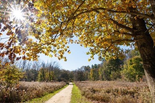 a view of a dirt road with a tree in the middle, a stock photo inspired by John Eyre, shutterstock contest winner, hudson river school, maple trees with fall foliage, grassy autumn park outdoor, oak trees and dry grass