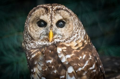 there is a owl that is sitting on a branch of a tree, a stock photo by Dennis Ashbaugh, shutterstock contest winner, optical illusion, owl, portrait of a geometric owl, an owl