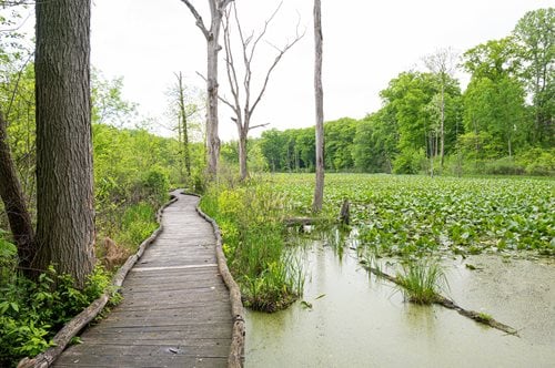 arafed boardwalk in a swamp with trees and water, a tilt shift photo inspired by Henry Carr, shutterstock contest winner, ecological art, marsh vegetation, realistic wood swamp, hiking trail