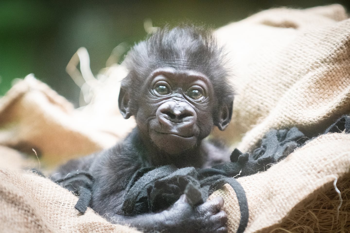 Cleveland Metroparks and CrossCountry Mortgage Ask for Public’s Help in Naming Zoo’s First Baby Gorilla 