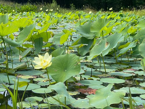 A tranquil pond filled with an abundance of water lilies and lush green leaves, showcasing the beauty of nature.
