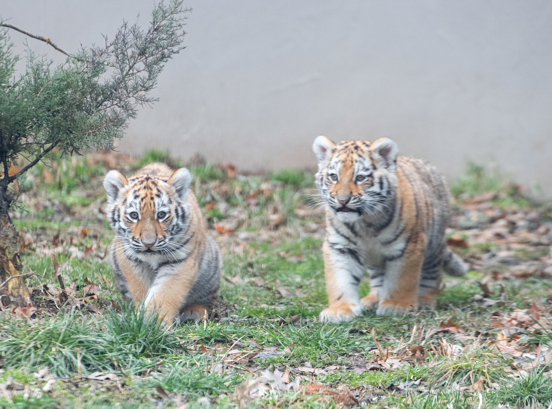 Cleveland Metroparks Zoo’s Amur Tiger Cubs Make Public Debut