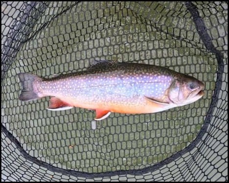 2-26-26-brian-2.jpg 2-26-26-brian-2.jpg