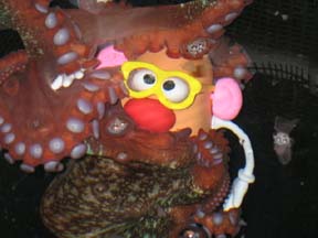 potatoehead.jpg