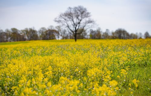 A vibrant field of yellow flowers stretches under a clear sky, featuring a solitary tree standing gracefully in the landscape.