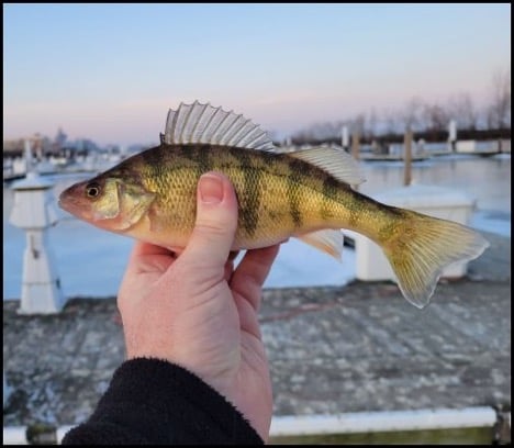 2-19-26-owen-2.jpg 2-19-26-owen-2.jpg