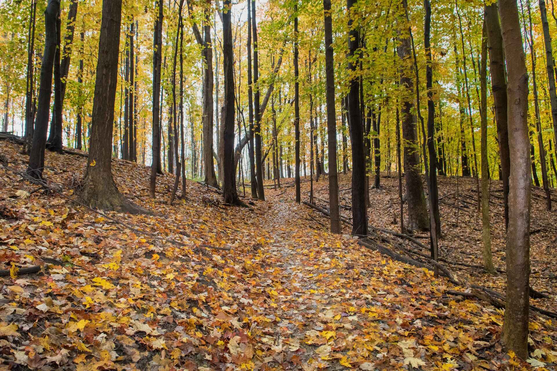KCL_3915-(1).jpg there is a path in the woods with lots of leaves on the ground, a tilt shift photo inspired by Henry Carr, shutterstock contest winner, hudson river school, path through a dense forest, hiking trail, william penn state forest