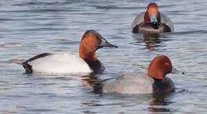 144809242_2869763146616755_3351650820256985960_n-(1).jpg 144809242_2869763146616755_3351650820256985960_n-(1).jpg