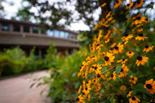 A cluster of yellow flowers positioned in front of a building, creating a picturesque and inviting atmosphere.